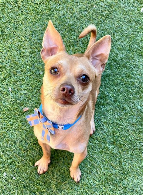Shelter Stray Male Dog last seen 30TH/ MISSION, 1419 Bryant St, San Francisco, CA 94103, USA