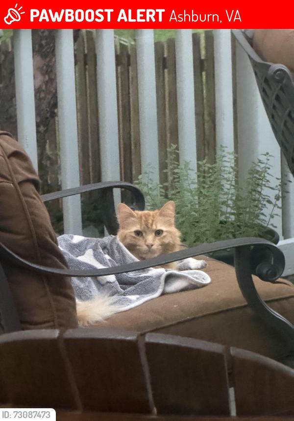 Lost Male Cat last seen Old Ashburn road, Cedar Lane Elementary, Ashburn, VA 20147