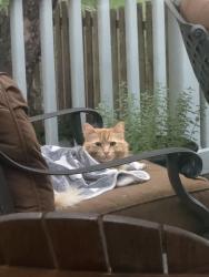 Lost Male Cat last seen Old Ashburn road, Cedar Lane Elementary, Ashburn, VA 20147