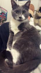 Reunited Male Cat last seen 14th and Georgia Ave, Marysville, MI 48040