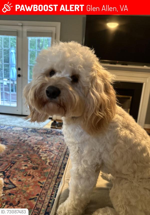 Lost Female Dog last seen Olde Hartley Place and Olde Hartley Way, Glen Allen, VA 23060
