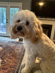 Lost Female Dog last seen Olde Hartley Place and Olde Hartley Way, Glen Allen, VA 23060