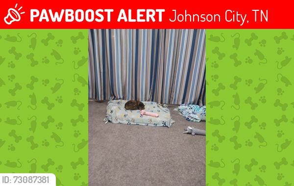 Lost Female Cat last seen Kensington CT, Johnson City, TN 37614