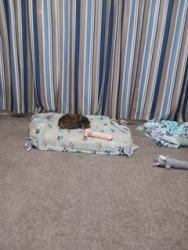 Lost Female Cat last seen Kensington CT, Johnson City, TN 37614