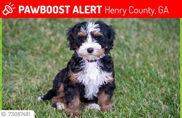 Lost Female Dog last seen Near Bud Kelley Park, Henry County, GA 30252
