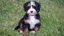 Lost Female Dog last seen Near Bud Kelley Park, Henry County, GA 30252