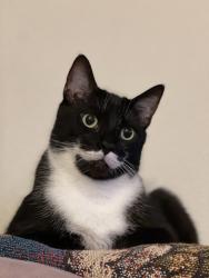 Lost Male Cat last seen Bethany village or wicklund, Mountain House, CA 95391