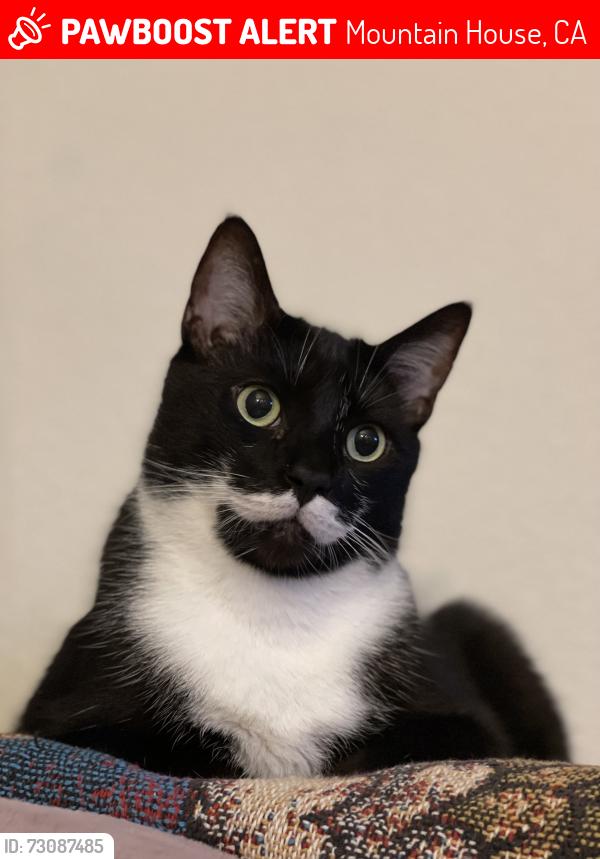 Lost Male Cat last seen Bethany village or wicklund, Mountain House, CA 95391