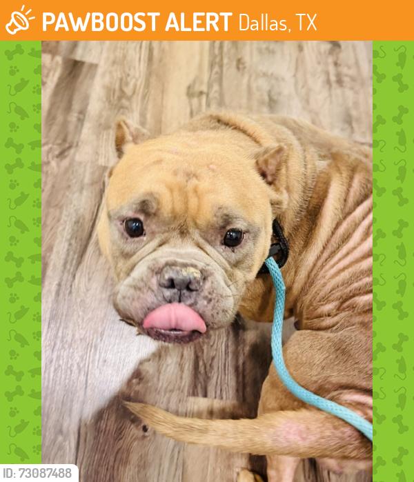 Found/Stray Female Dog last seen Goodyear Drive and Ponder Drive, Dallas, 75229, Dallas, TX 75229