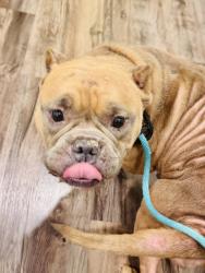 Found/Stray Female Dog last seen Goodyear Drive and Ponder Drive, Dallas, 75229, Dallas, TX 75229