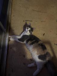 Found/Stray Female Cat last seen Sandy Forks, Raleigh, NC 27609
