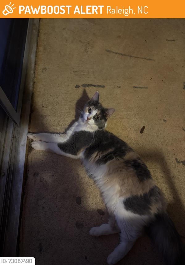 Found/Stray Female Cat last seen Sandy Forks, Raleigh, NC 27609