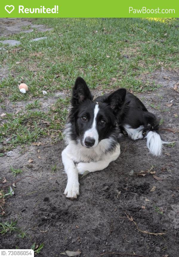 Reunited Female Dog last seen San Mateo and McMullian Boothe rd, Clearwater, FL 33759