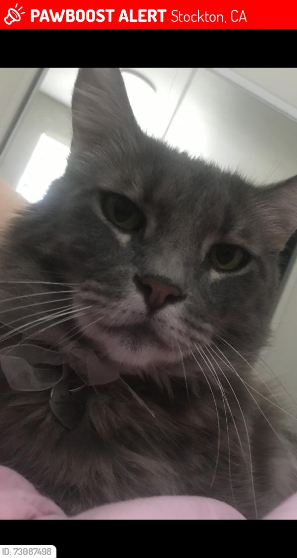 Lost Male Cat last seen Stratford, Stockton, CA 95207