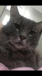 Lost Male Cat last seen Stratford, Stockton, CA 95207