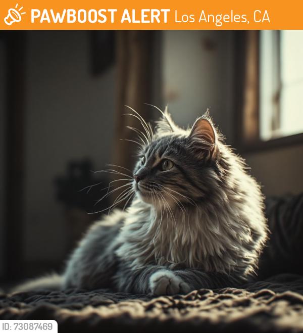 Found/Stray Unknown Cat last seen Beverly Glen & Santa Monica in Westwood, Los Angeles, CA 90077
