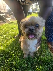 Reunited Male Dog last seen Garfield Ave, Dell Rapids, SD 57022
