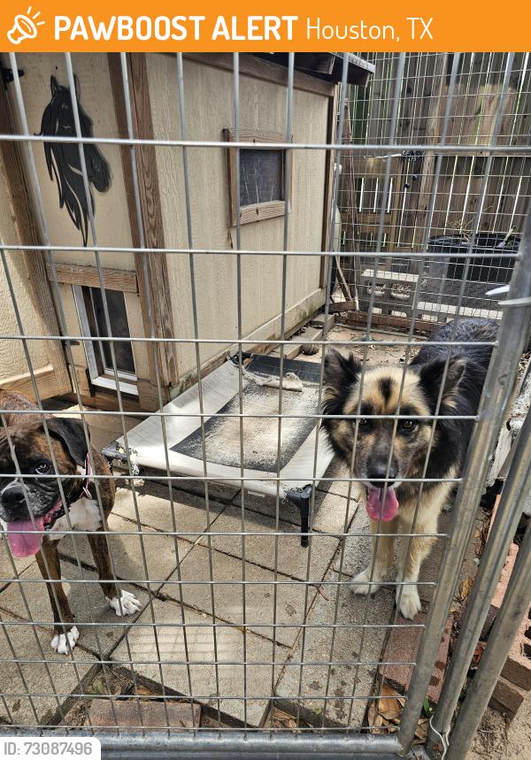 Found/Stray Unknown Dog last seen Between Beechnut and Bissonet near HWY 6, Houston, TX 77083