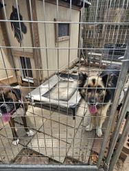 Found/Stray Unknown Dog last seen Between Beechnut and Bissonet near HWY 6, Houston, TX 77083