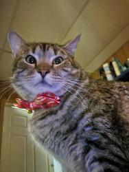 Lost Male Cat last seen North Corinth parkway, Corinth, TX 76210