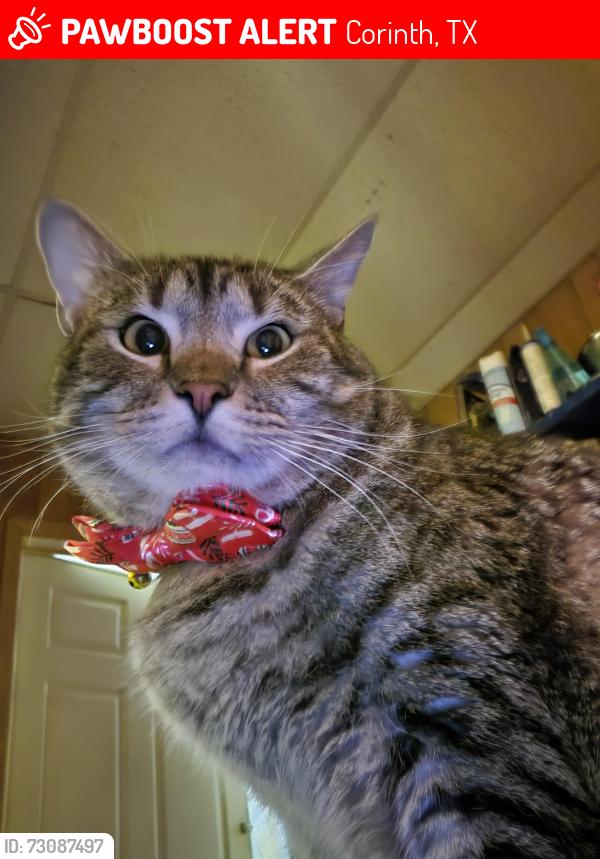 Lost Male Cat last seen North Corinth parkway, Corinth, TX 76210