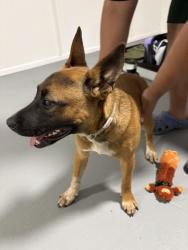 Found/Stray Female Dog last seen food ln, Kansas City, MO 64134