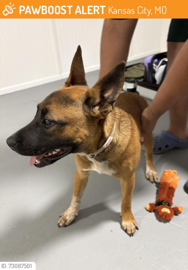 Found/Stray Female Dog last seen food ln, Kansas City, MO 64134