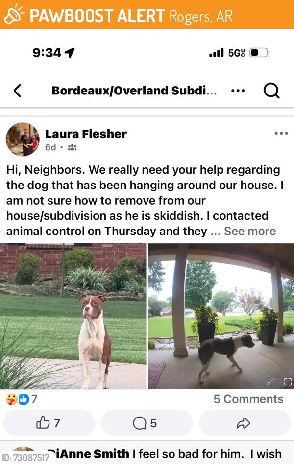 Found/Stray Unknown Cat last seen I’m, Rogers, AR 72758