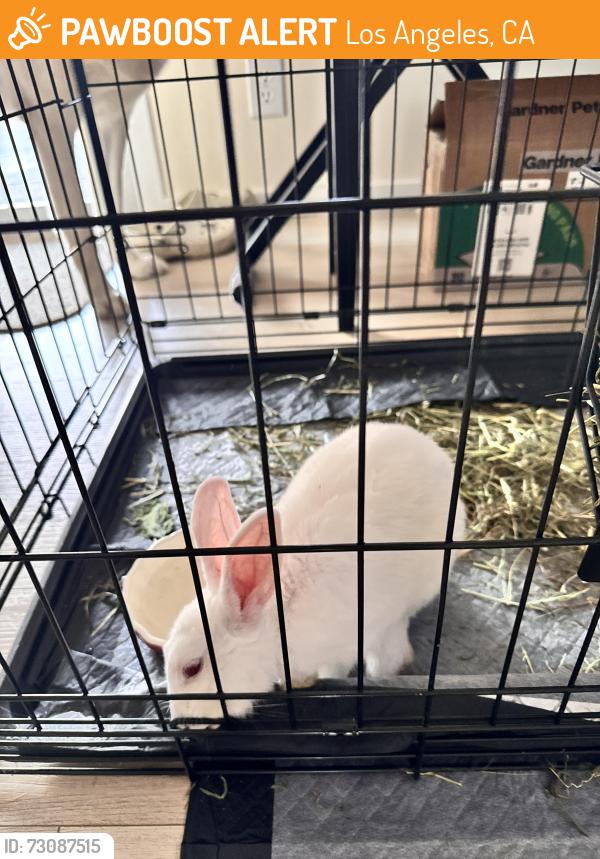 Found/Stray Female Rabbit last seen Louise and San Fernando Misson, Los Angeles, CA 91344