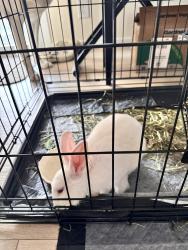 Found/Stray Female Rabbit last seen Louise and San Fernando Misson, Los Angeles, CA 91344