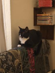 Reunited Female Cat last seen Near Dromore Crescent, North York, ON M2R 2H5, Canada, Toronto, ON M2R 2H5