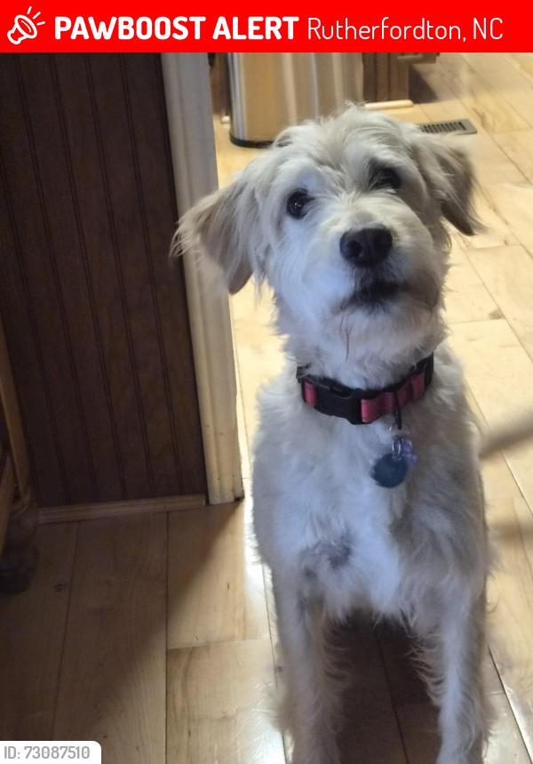 Lost Female Dog last seen Crestview Park Dr Rutherfordton NC, Rutherfordton, NC 28139