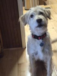 Lost Female Dog last seen Crestview Park Dr Rutherfordton NC, Rutherfordton, NC 28139