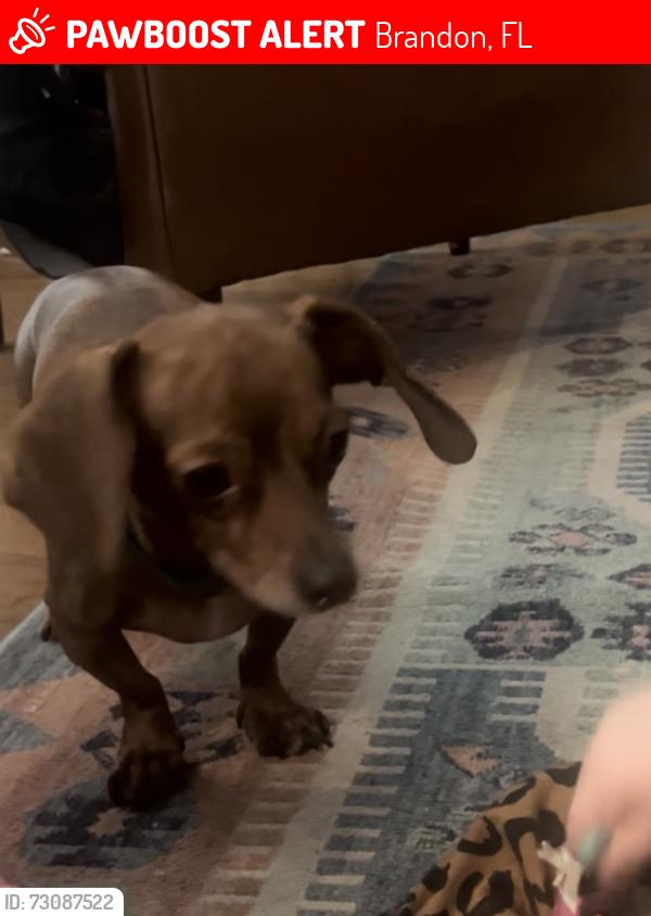 Lost Male Dog last seen Seffner, Brandon, FL 33584