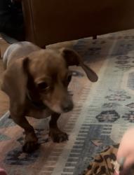 Lost Male Dog last seen Seffner, Brandon, FL 33584