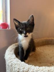 Shelter Stray Male Cat last seen Near Wells Circle, Stone Mountain, GA 30087, 30087, GA, 3280 Chamblee Dunwoody Rd, Chamblee, GA 30341, USA
