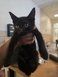 Shelter Stray Unknown Cat last seen Near Frankling Dr, in road, 75150, TX, 1650 Gross Rd, Mesquite, TX 75149, USA