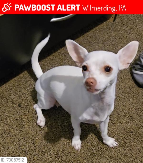 Lost Female Dog last seen Middle Avenue & 1st Street, Wilmerding, PA 15148
