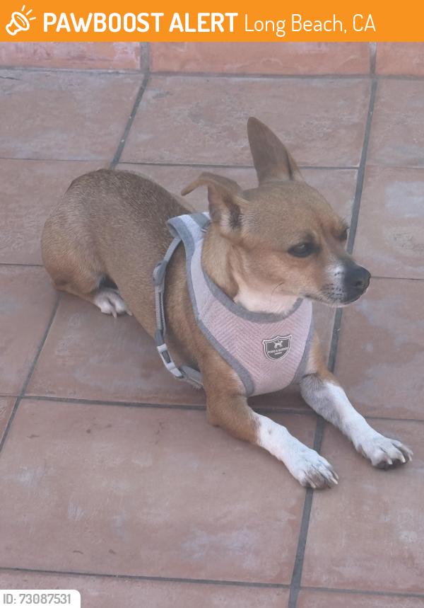 Found/Stray Female Dog last seen Broadway $ Termino Long Beach, Long Beach, CA 90814