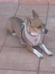 Found/Stray Female Dog last seen Broadway $ Termino Long Beach, Long Beach, CA 90814
