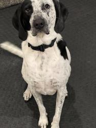Reunited Male Dog last seen High meadow park, Middletown Township, PA 19063