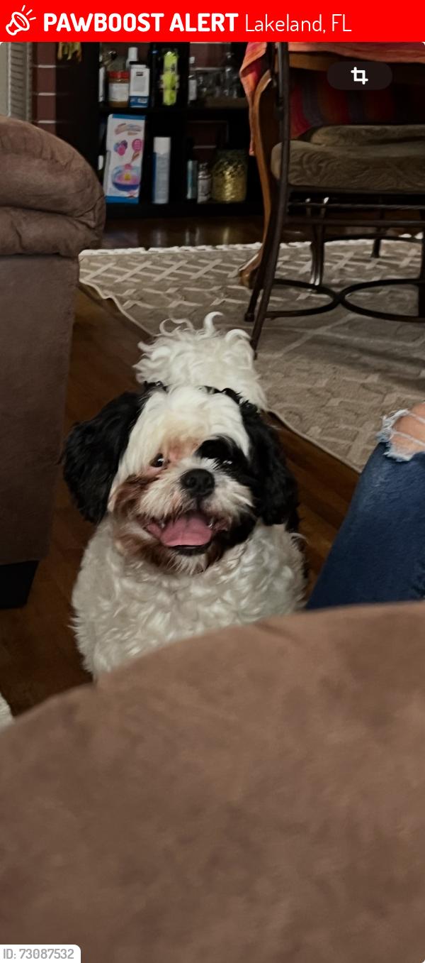 Lost Male Dog last seen East Gary rd and north Gary rd, Lakeland, FL 33801