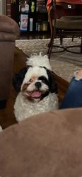 Lost Male Dog last seen East Gary rd and north Gary rd, Lakeland, FL 33801