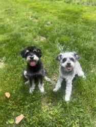 Lost Male Dog last seen Archwood Ave, Akron Ohio, Akron, OH 44306