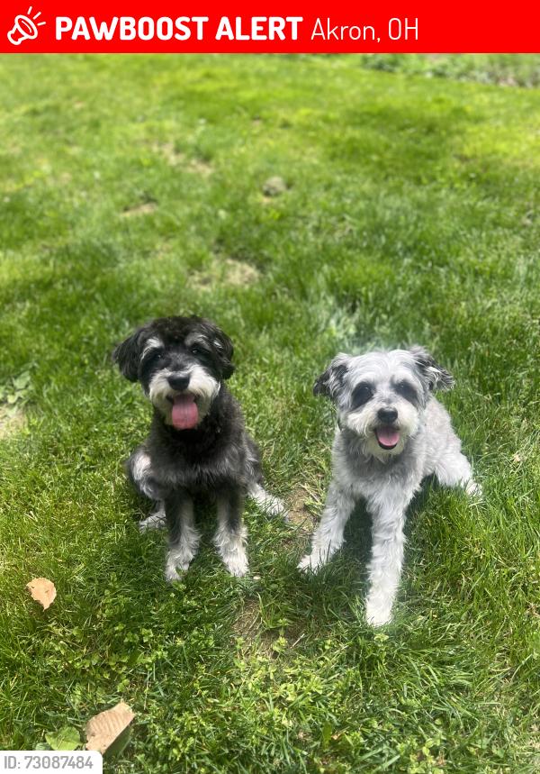 Lost Male Dog last seen Archwood Ave, Akron Ohio, Akron, OH 44306