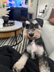 Lost Male Dog last seen Bill Lilly and Harding, Scaggsville, MD 20723