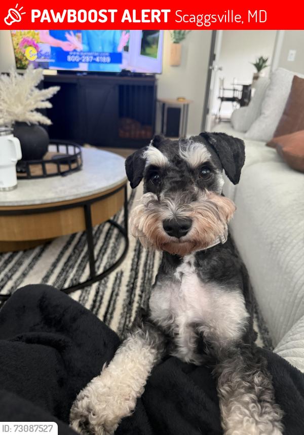 Lost Male Dog last seen Bill Lilly and Harding, Scaggsville, MD 20723