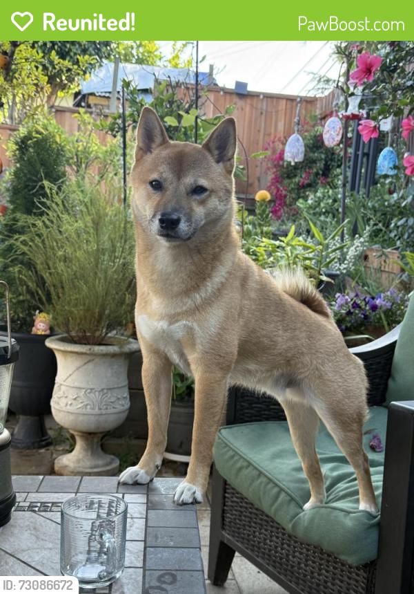 Reunited Male Dog last seen Greenfield & Fairview Ave, Vallejo, CA 94590