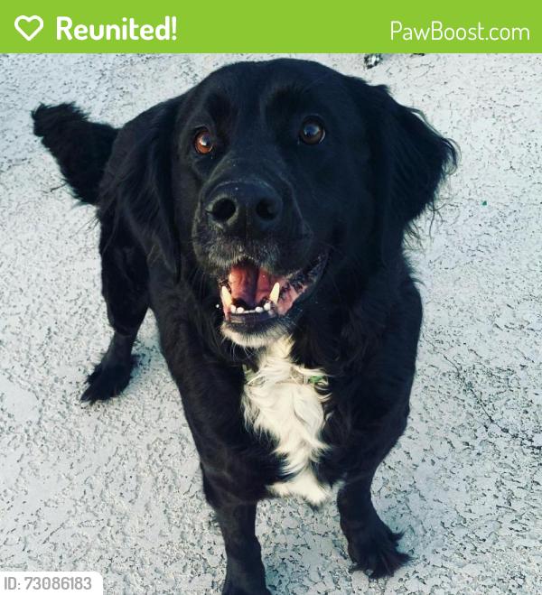 Reunited Female Dog last seen Near narrow way dr, Lafayette, La , Lafayette, LA 70508