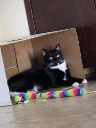 Lost Female Cat last seen Near calle diego, Coachella, CA 92236